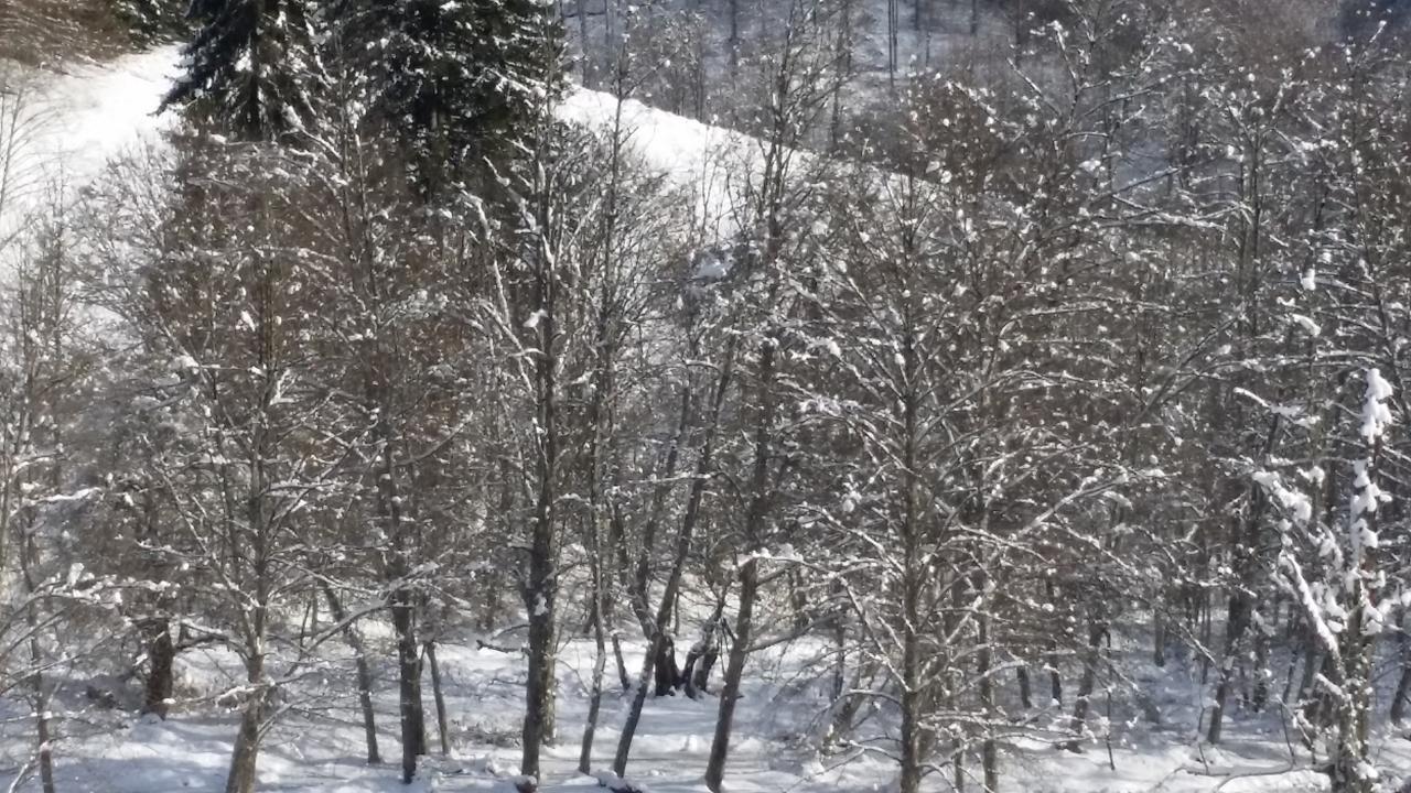 Cabana Barlogul Lupilor Villa Berevoesti Dış mekan fotoğraf